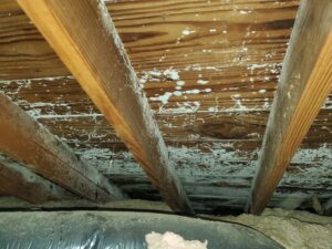 image of mold in an attic.